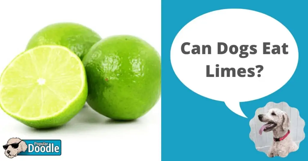 can dogs have limes