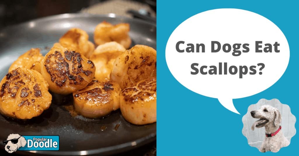 can dogs have scallops
