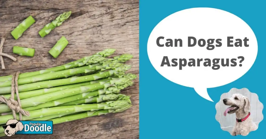 is asparagus good for dogs