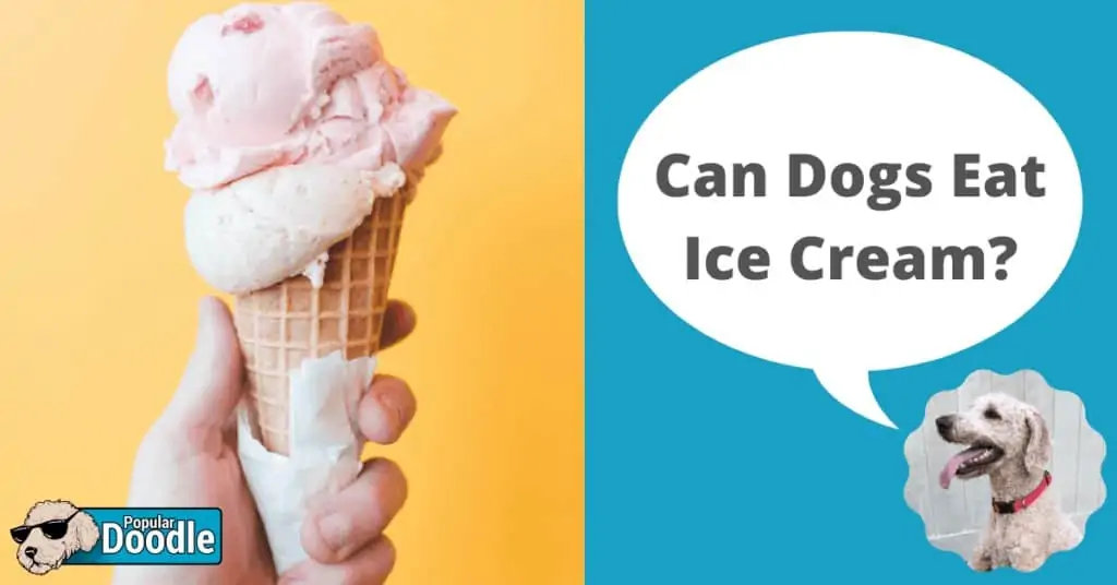 Can Dogs Eat Ice Cream? | Is Ice Cream Bad for Dogs?