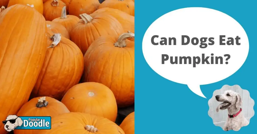 is pumpkin good for dogs