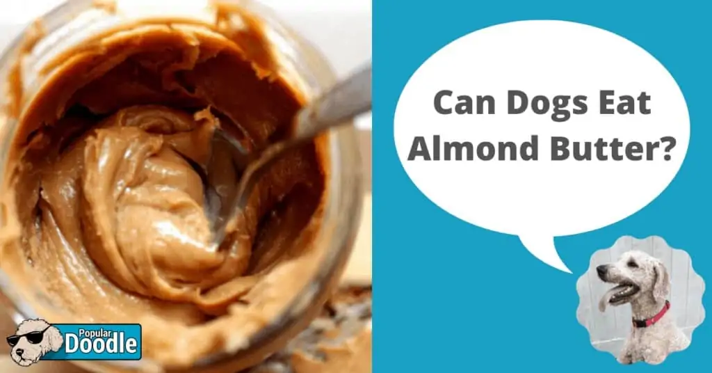 Can Dogs Eat Almond Butter? | Is Almond Butter Okay for Dogs?