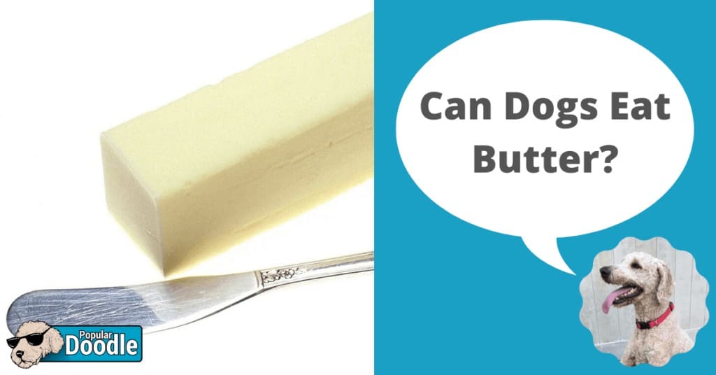 Can Dogs Eat Butter?