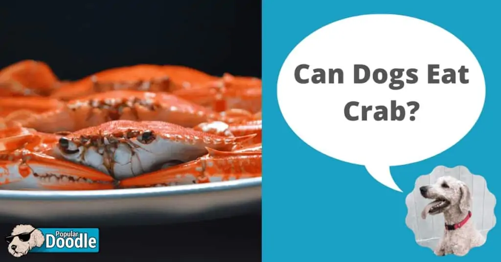 Can Dogs Eat Crab?