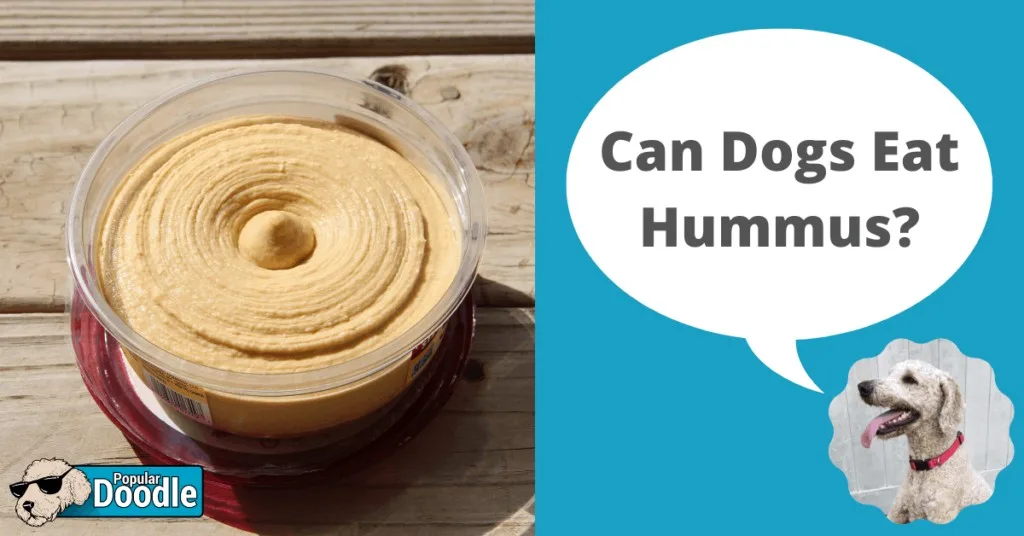 Is hummus 2025 ok for dogs