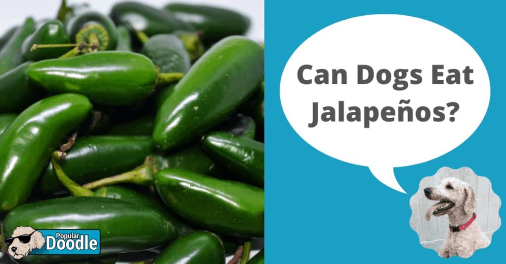 are jalapeños bad for dogs