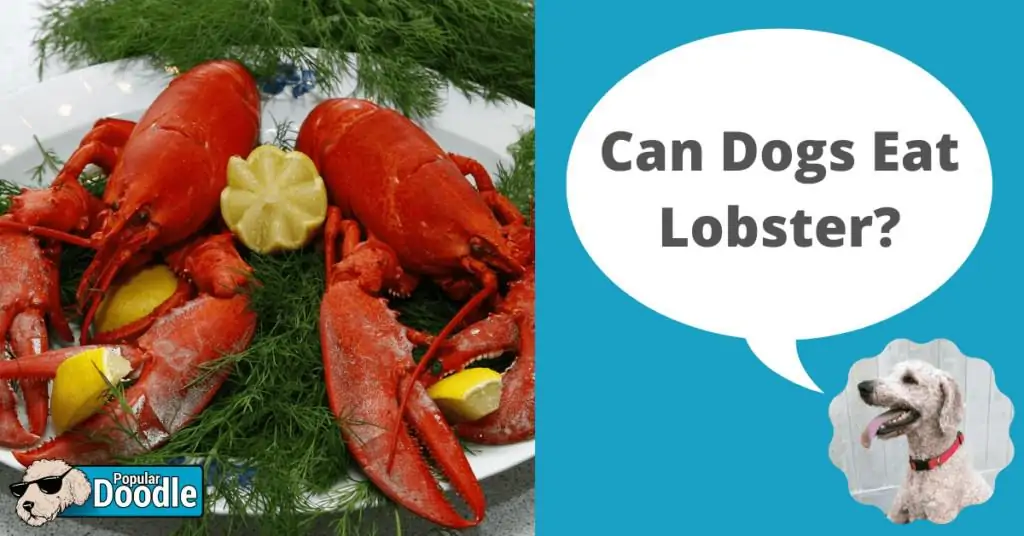 Can Dogs Eat Lobster?