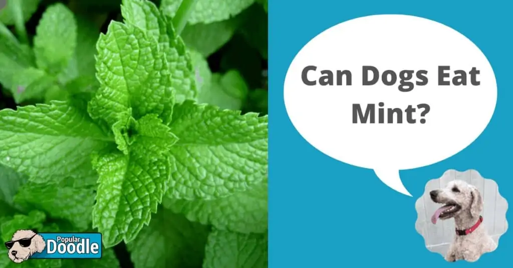 Can Dogs Eat Mint?