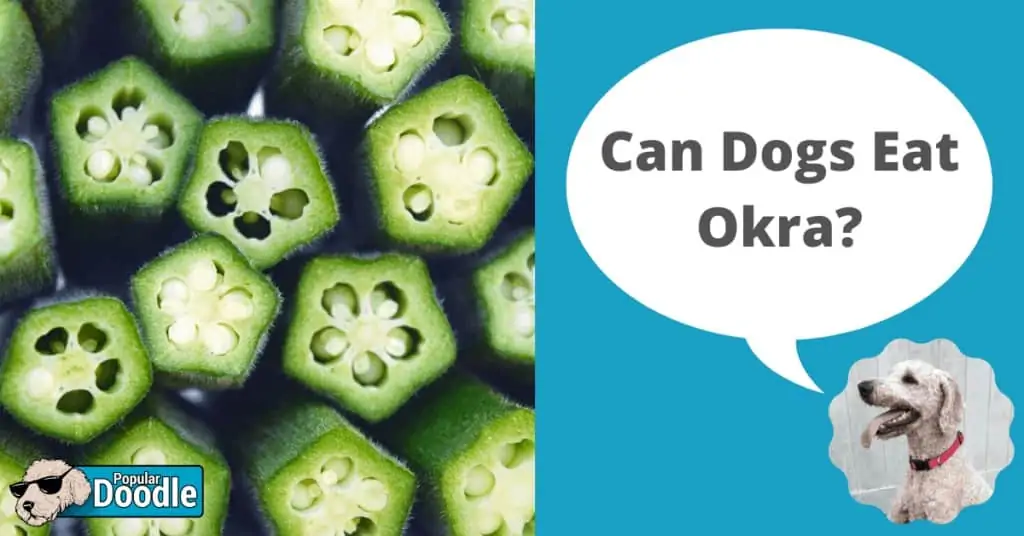 Can Dogs Eat Okra?