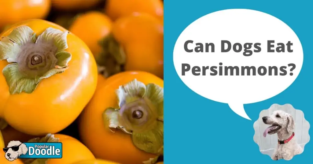 Can Dogs Eat Persimmons?