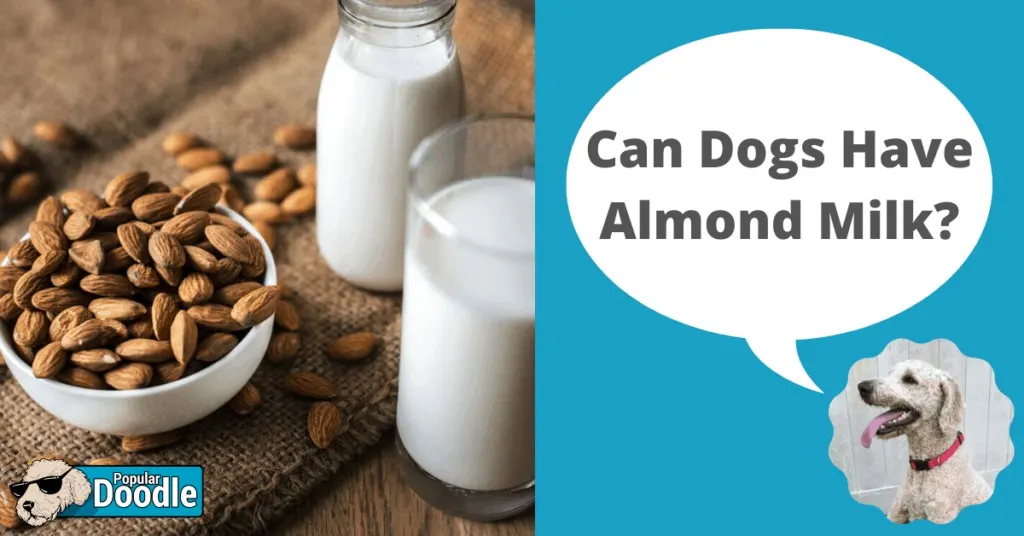 Is almond milk on sale poisonous to cats