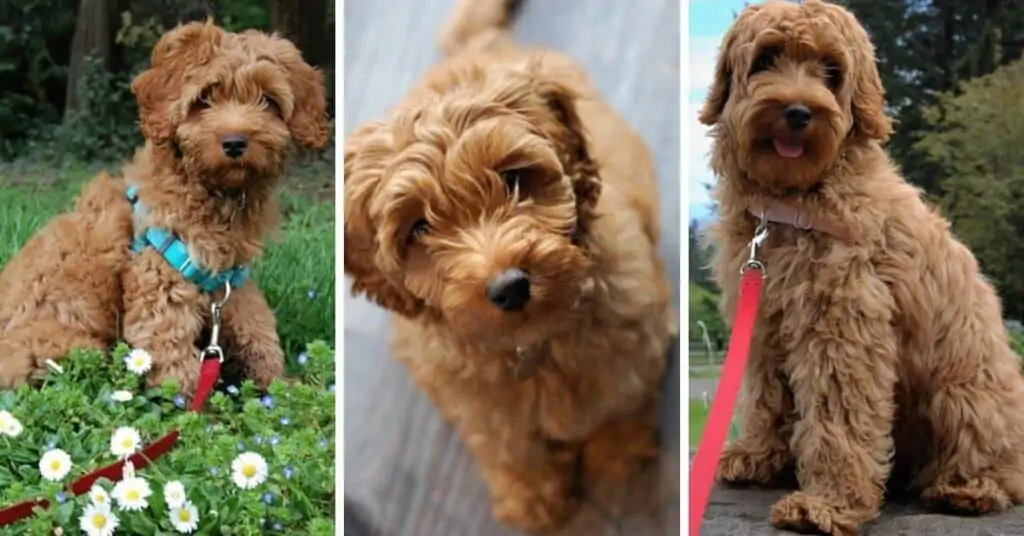 are australian labradoodles good family dogs