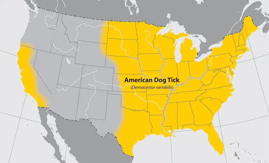 american dog ticks on dogs