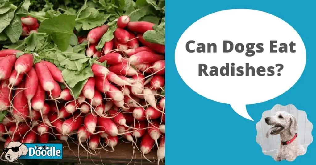 are radishes good for dogs