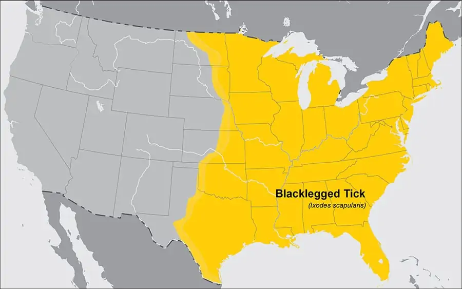 blacklegged ticks on dogs