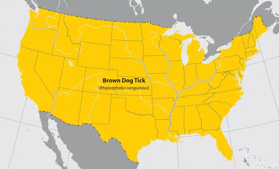 brown dog ticks on dogs