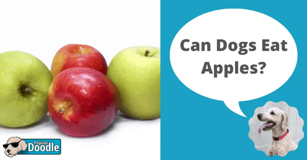 Can you feed 2024 apples to dogs