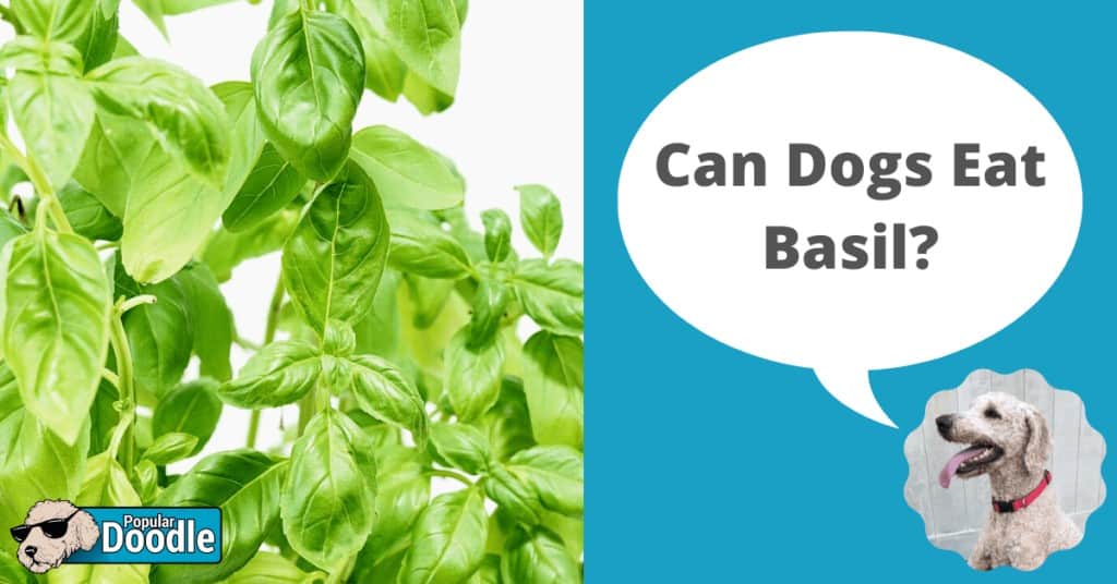 is basil bad for dogs