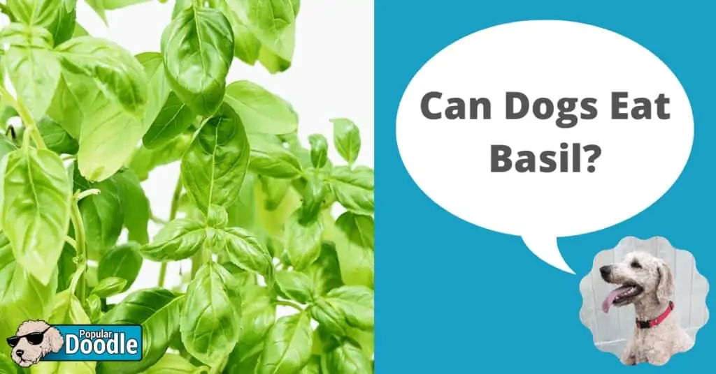 can dogs eat basil