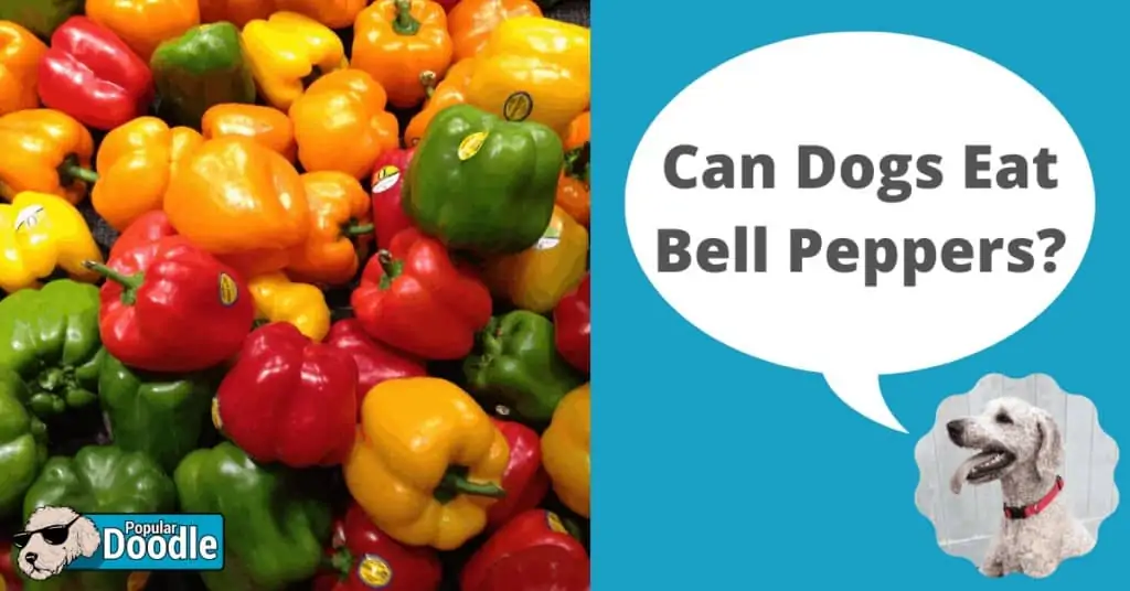 are cooked bell peppers bad for dogs