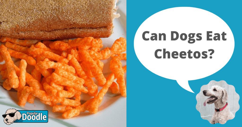 Can Dogs Eat Cheetos? | Are Cheetos Bad for Dogs?