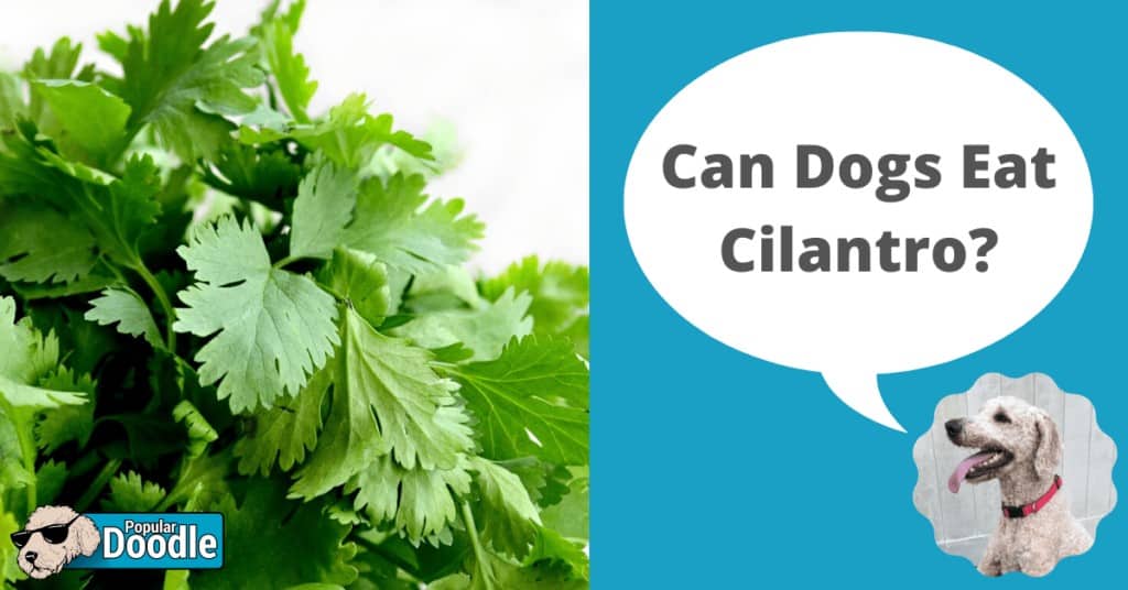 can dogs eat cilantro