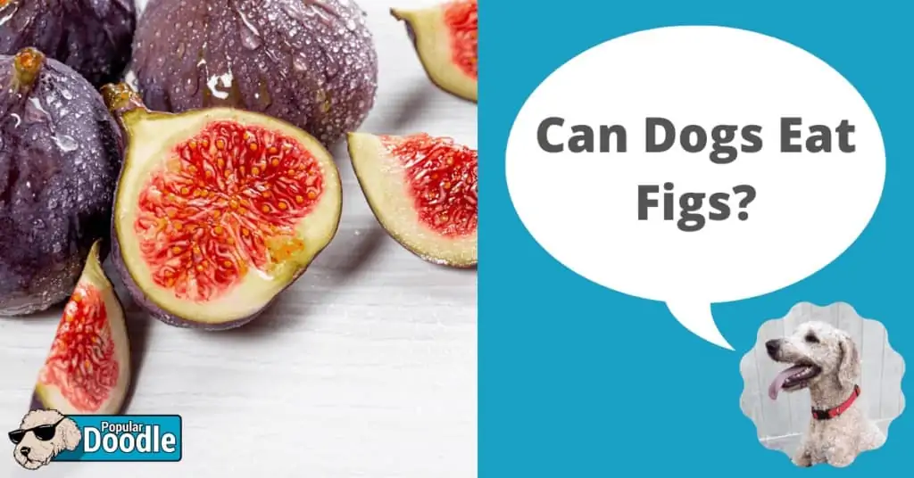 can figs hurt dogs