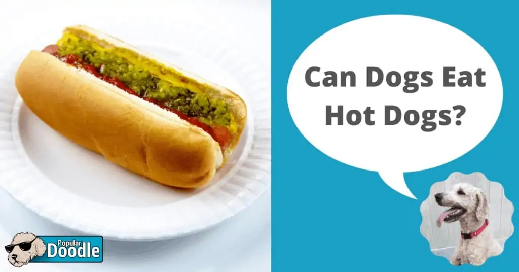 can dogs eat hot dogs