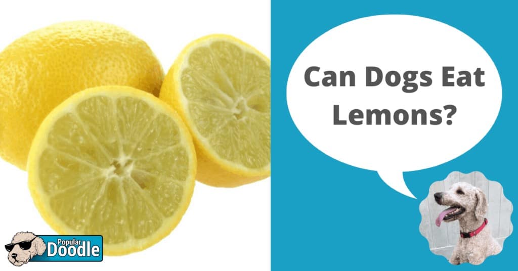 can dogs eat lemons