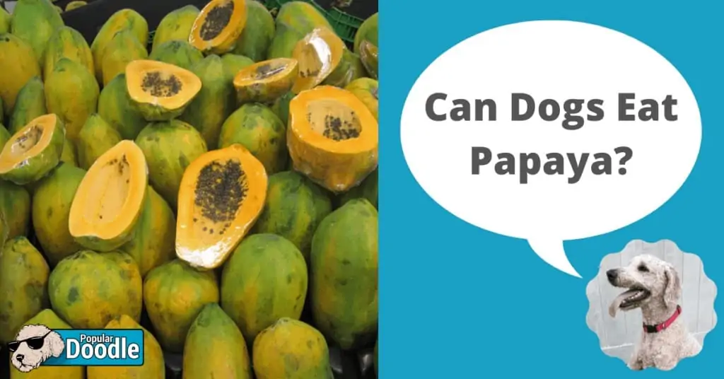 can dogs eat papaya