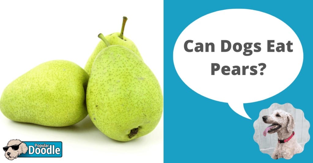 is pear ok for dogs to eat