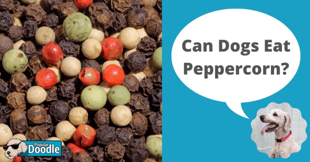 is peppercorn bad for dogs