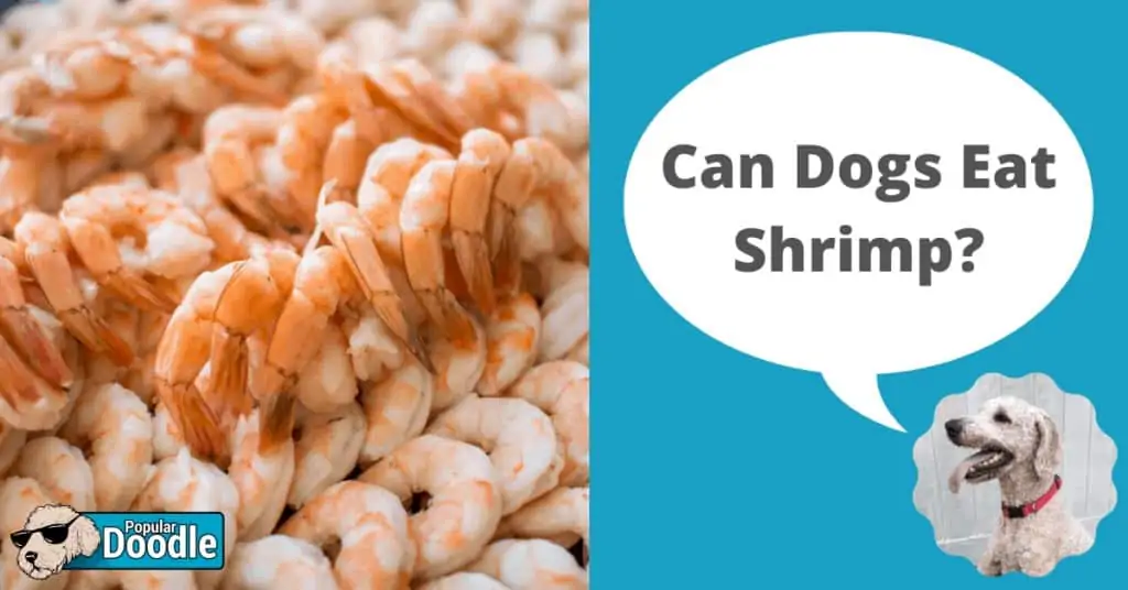 are shrimp shells bad for dogs