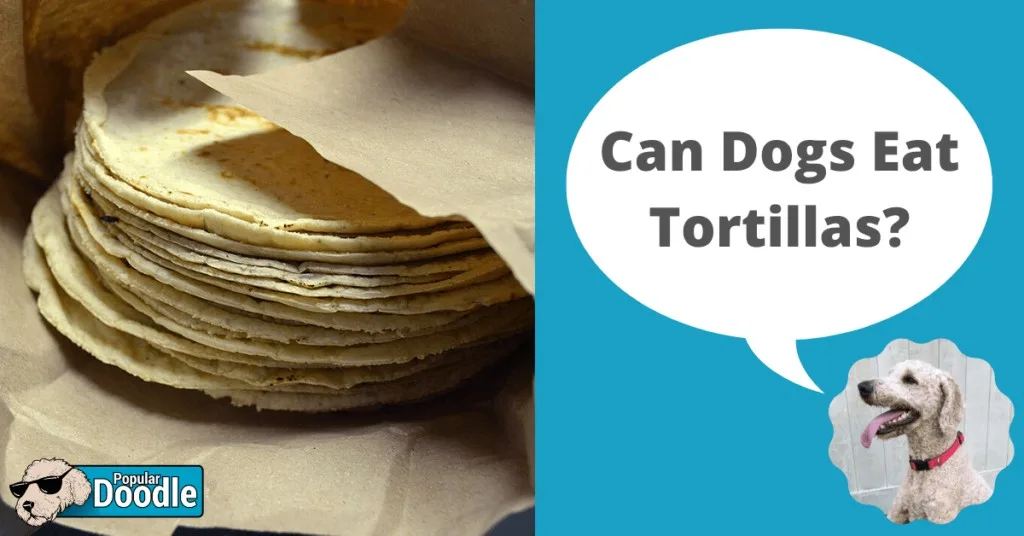 Are tortillas bad for dogs best sale