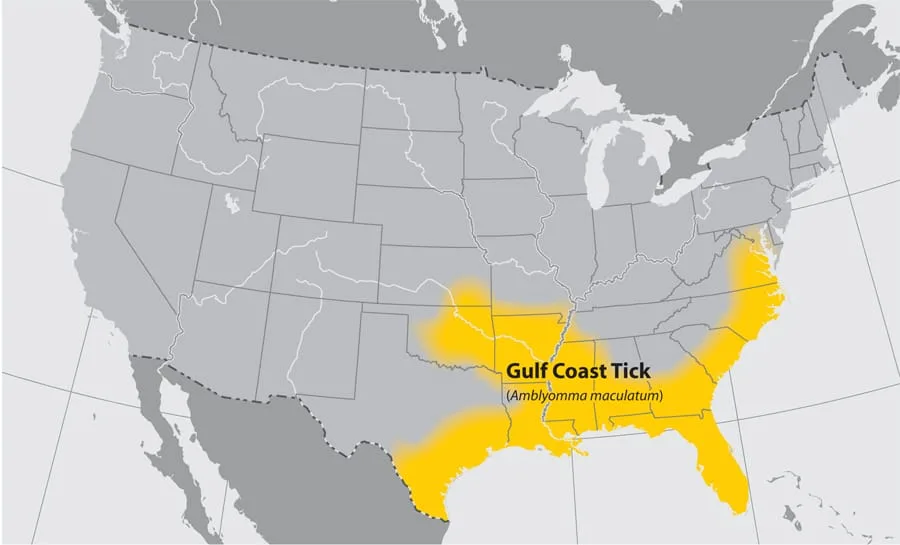 gulf coast ticks
