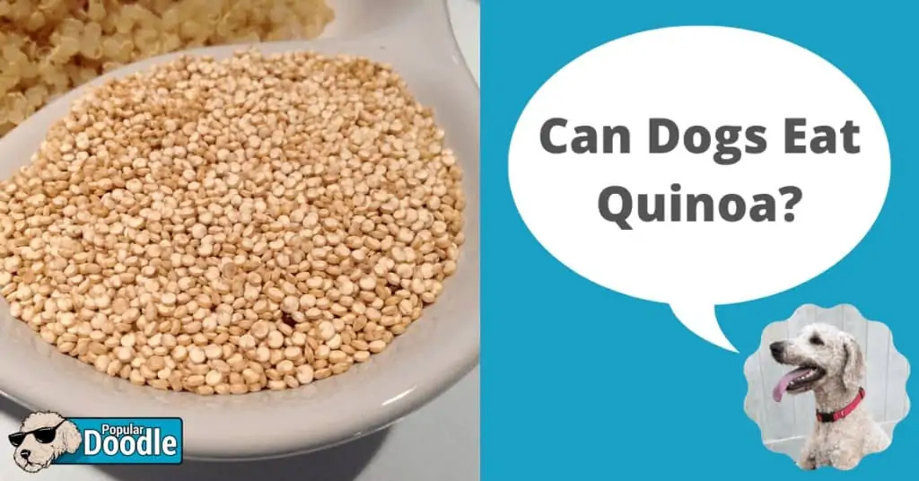 how do you cook quinoa for dogs