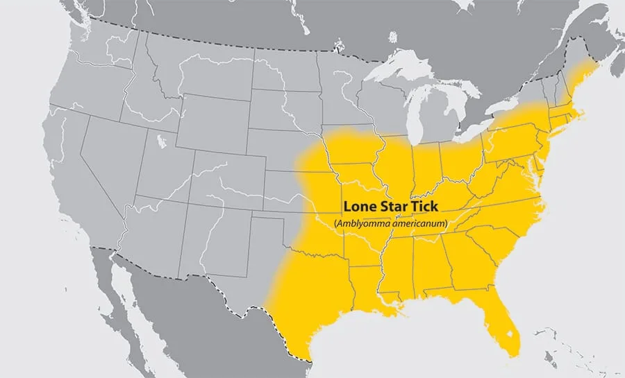 lone star ticks on dogs