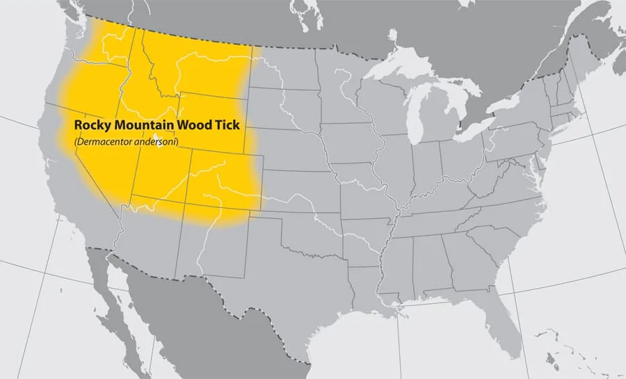 rocky mountain wood ticks