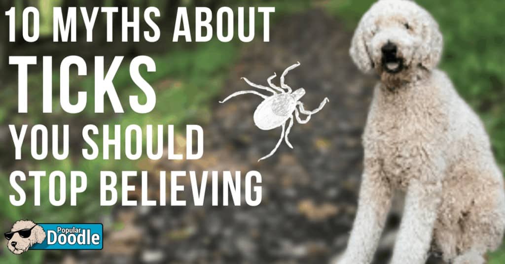10 Myths About Ticks on Dogs You Should Stop Believing
