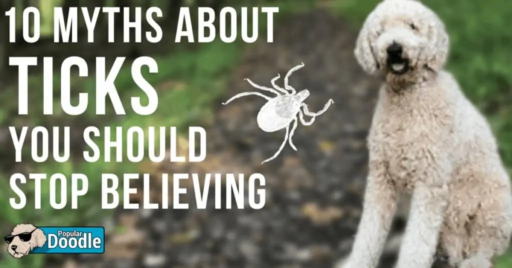 ticks on dogs