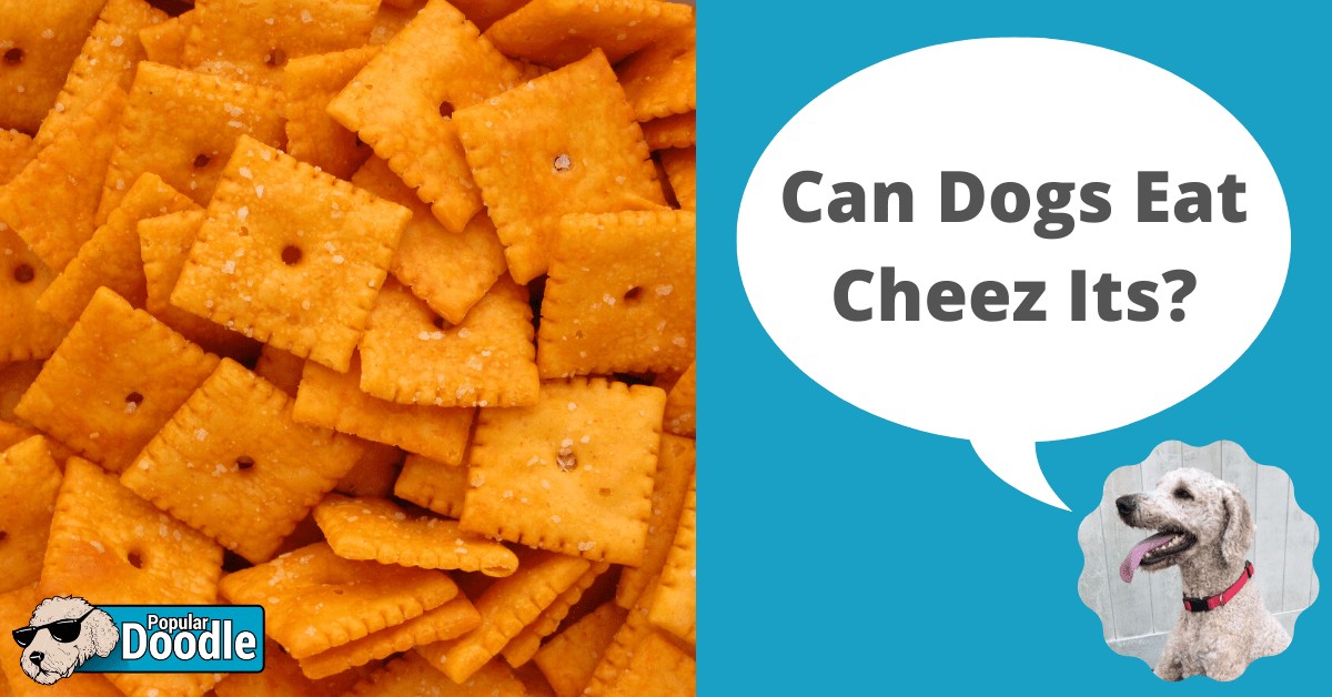 Can Dogs Eat Cheez Its? Are Cheez Its Bad for Dogs?