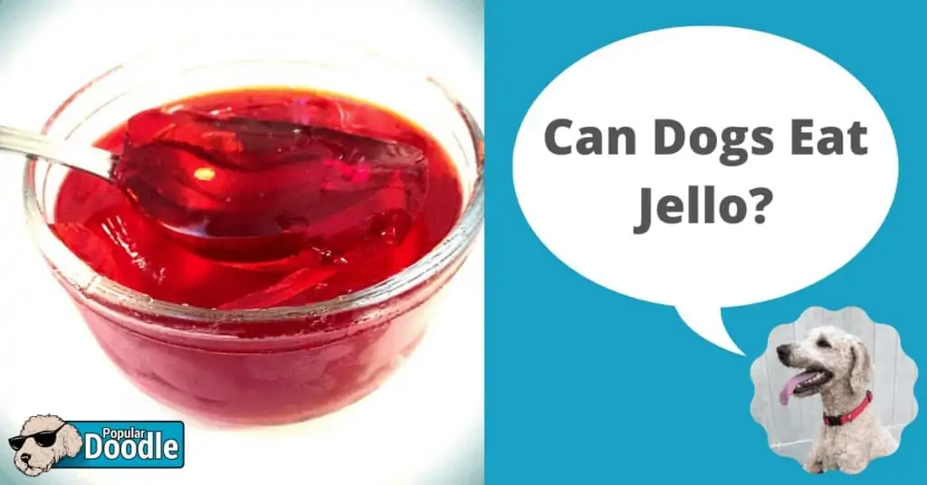 Can Dogs Eat Jello?