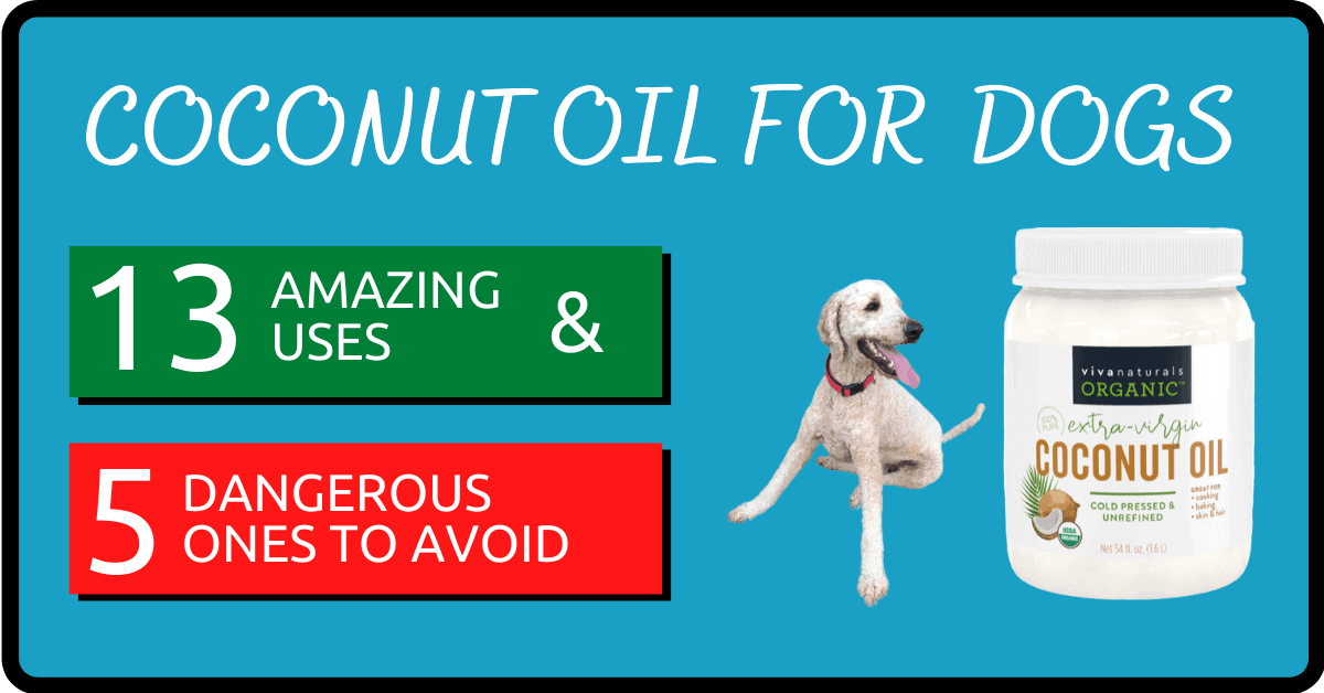 Coconut Oil for Dogs 13 Amazing Uses (+5 Dangerous Ones to Avoid!)