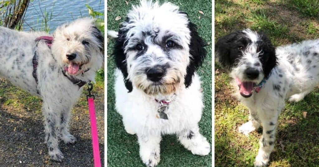 Dalmatian Poodle Mix