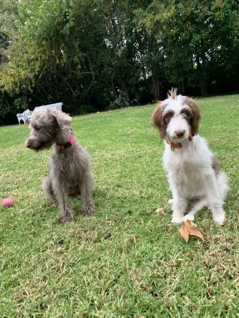 Henry Winkler Labradoodle