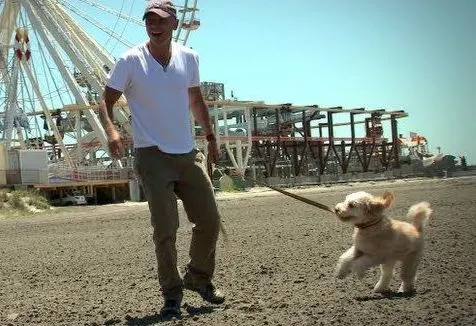 Kenny Chesney Goldendoodle