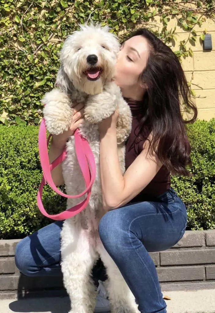 Meryl Davis Sheepadoodle