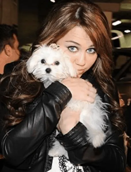 Miley Cyrus Maltipoo