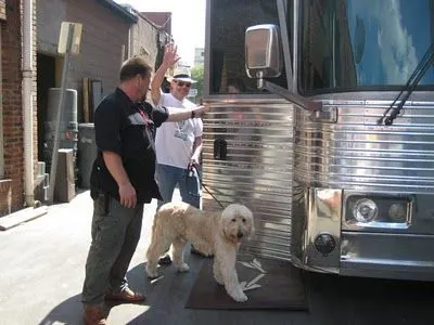 Neil Young Labradoodle