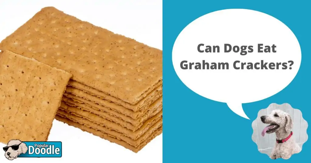 are graham crackers bad for dogs